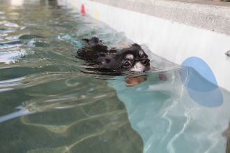 保護犬ふく♪