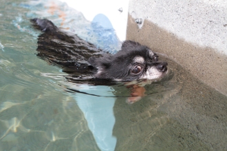 保護犬ふく♪