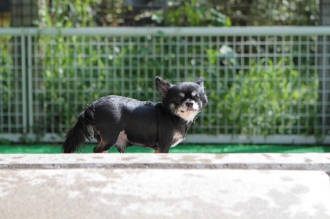 保護犬ふく♪