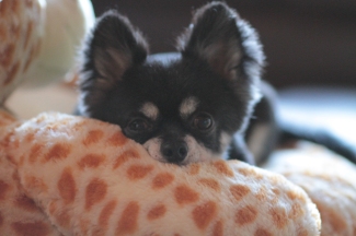 保護犬ふく♪
