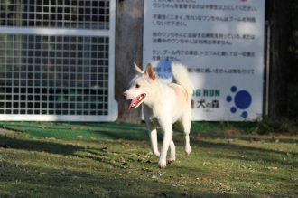 平日のワンコ♪