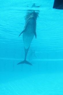 一緒にイルカを見に♪