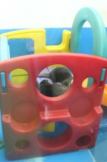 一緒にイルカを見に♪