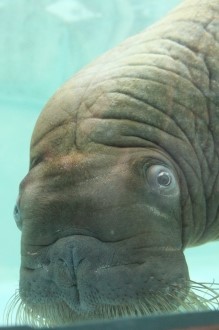 一緒にイルカを見に♪