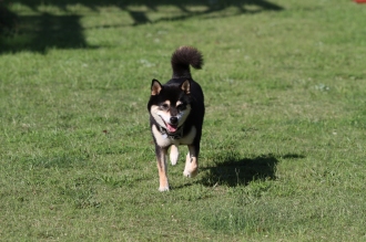 3連休のワンコ♪