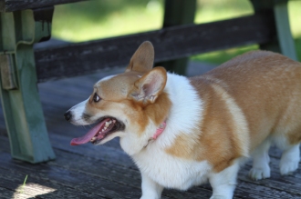 ぱぱぱぱ・パピー♪
