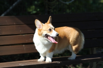 ぱぱぱぱ・パピー♪