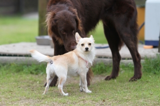 まだまだパピー♪