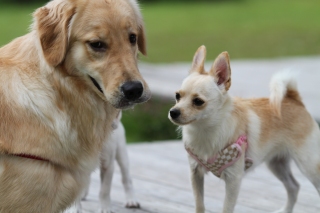 まだまだパピー♪