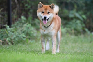 パピシェパを。。。