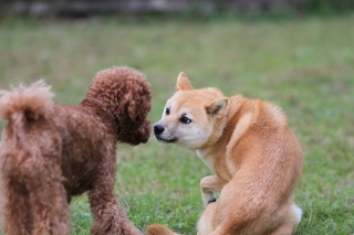 パピシェパを。。。