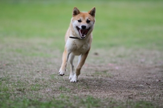 パピシェパを。。。