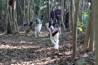 フライボールと八墓村。。