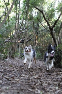 フライボールと八墓村。。