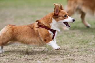 陸上部の季節。。