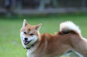 制する?