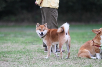 制する?