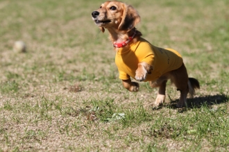 キリリ♪