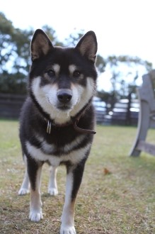 秋真っ盛りですが・・・