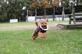 その後のふく。。。