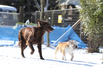 12月のカレンダー♪