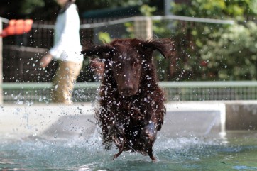犬種別サービスデー♪