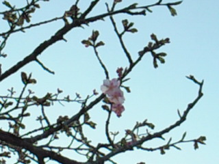 河津桜