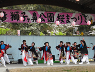獅子ヶ鼻公園 桜まつり