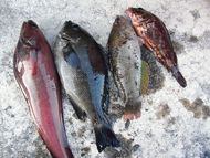 釣果