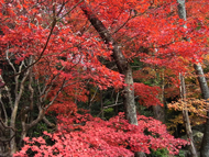 百済寺