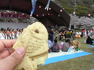 獅子ヶ鼻公園　桜祭り