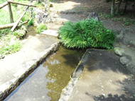小泉
