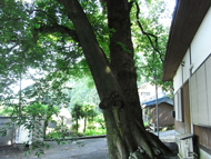 渡ヶ島諏訪神社の社叢