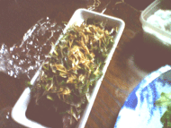 鰹