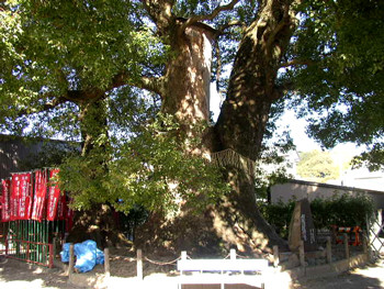 月見里神社の大楠