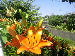 掛川城のユリの花
