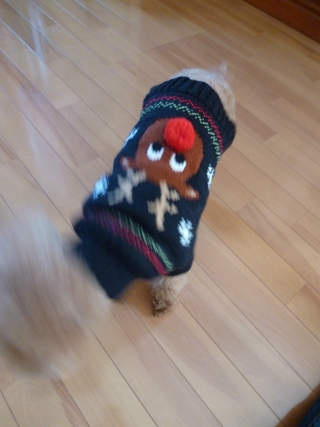 ついに彼女も Ugly Sweater デビューだぞ。 ついに彼女も Ugly Sweater デビューだぞ。