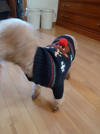 ついに彼女も Ugly Sweater デビューだぞ。 ついに彼女も Ugly Sweater デビューだぞ。