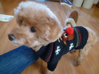 ついに彼女も Ugly Sweater デビューだぞ。 ついに彼女も Ugly Sweater デビューだぞ。
