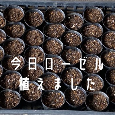 ローゼルの種を蒔きました ローゼルの種を蒔きました