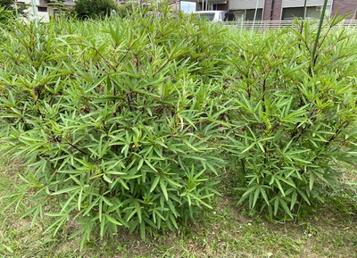 ローゼルが順調です ローゼルが順調です