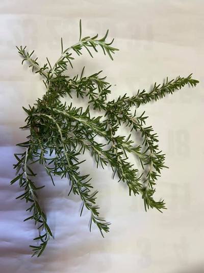 タイムでうがい薬を作ろう タイムでうがい薬を作ろう