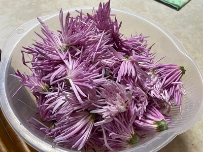 食用菊を頂きました! 食用菊を頂きました!
