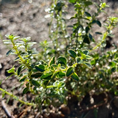 ハーブのうがい薬(Thyme:タイム) ハーブのうがい薬(Thyme:タイム)