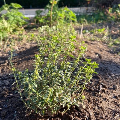 ゴールデンタイムを植えました。 ゴールデンタイムを植えました。