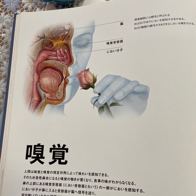 香りが脳に伝わる仕組みについて 香りが脳に伝わる仕組みについて