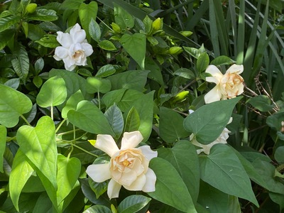 くちなしの花が咲きました くちなしの花が咲きました