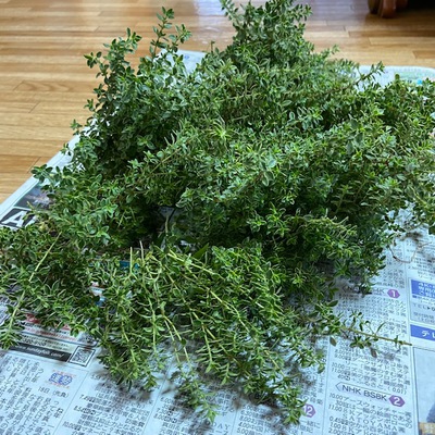 ハーブのうがい薬(Thyme:タイム) ハーブのうがい薬(Thyme:タイム)