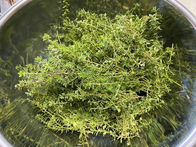 タイムを収穫しました! タイムを収穫しました!
