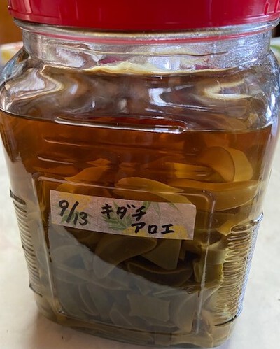 只今アロエ増殖中 只今アロエ増殖中